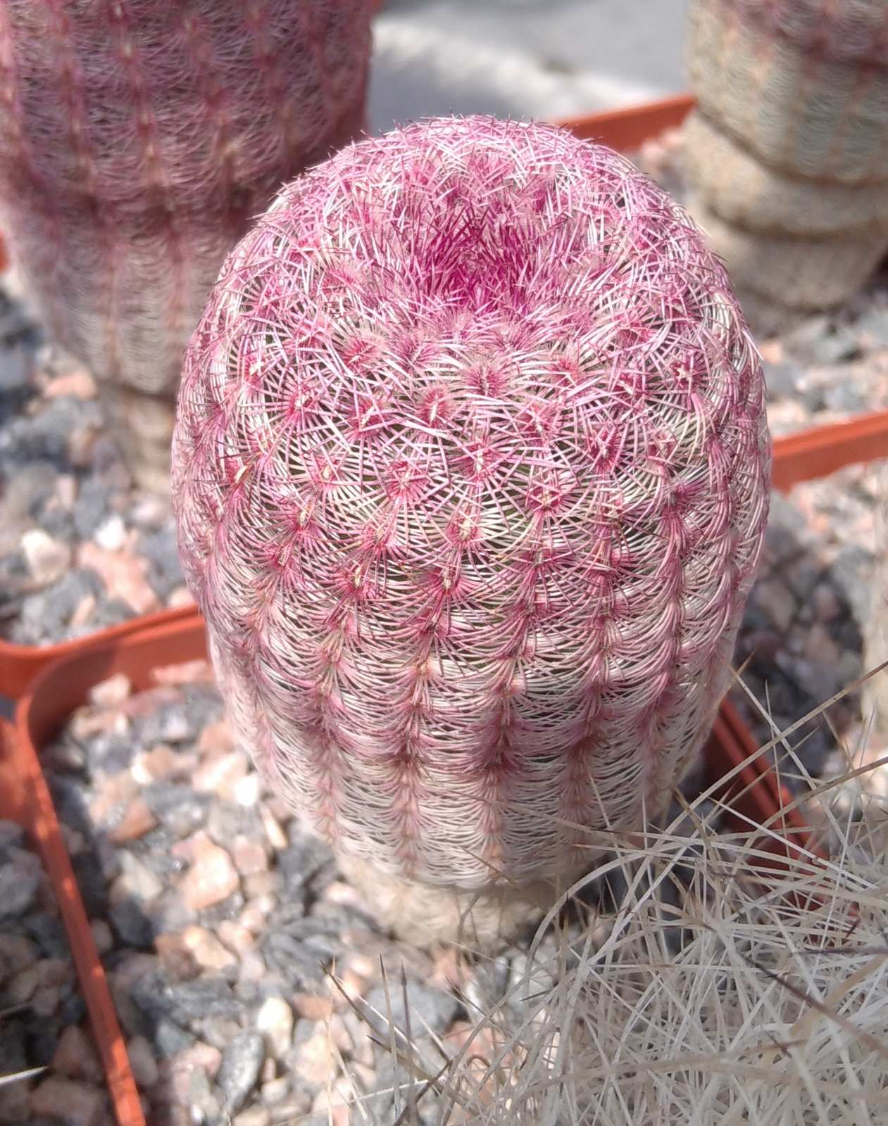 Echinocereus rigidissimus v. rubrispinus L066 -cube-7cm- 10years-