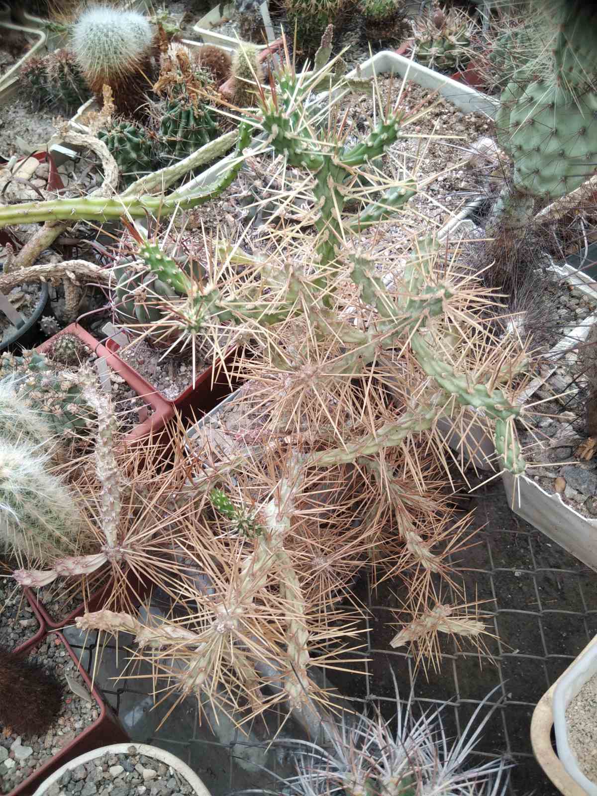 Cylindropuntia molesta -великий кущ-