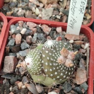 Blossfeldia fescheri P244 -cube-5cm- щеплена-