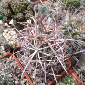 Echinocactus polycephalus -cube-7cm-прихована підщепа-
