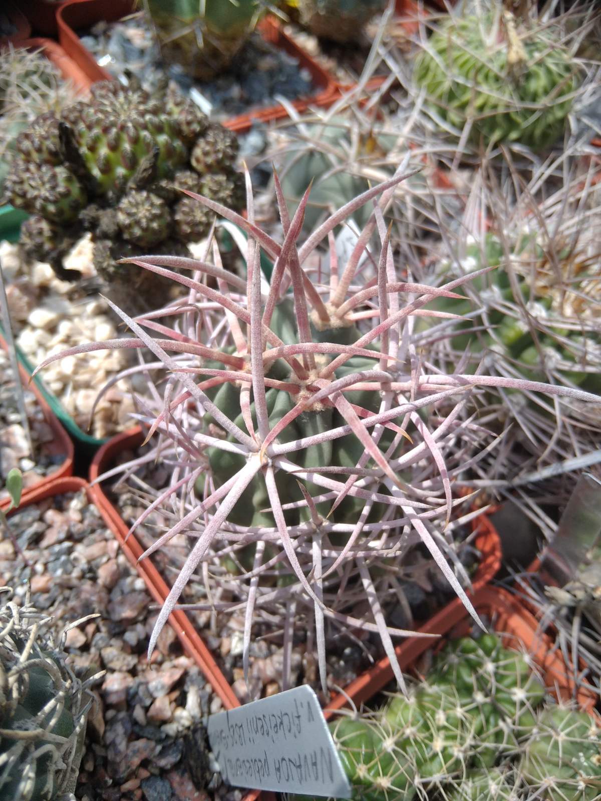 Echinocactus polycephalus -cube-7cm-прихована підщепа-