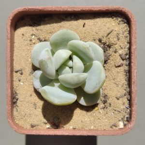 Echeveria Ice Green