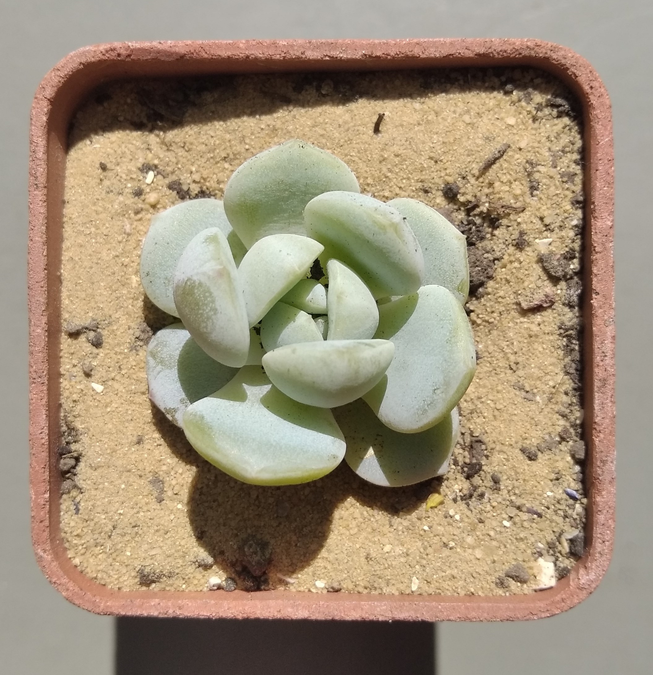 Echeveria Ice Green