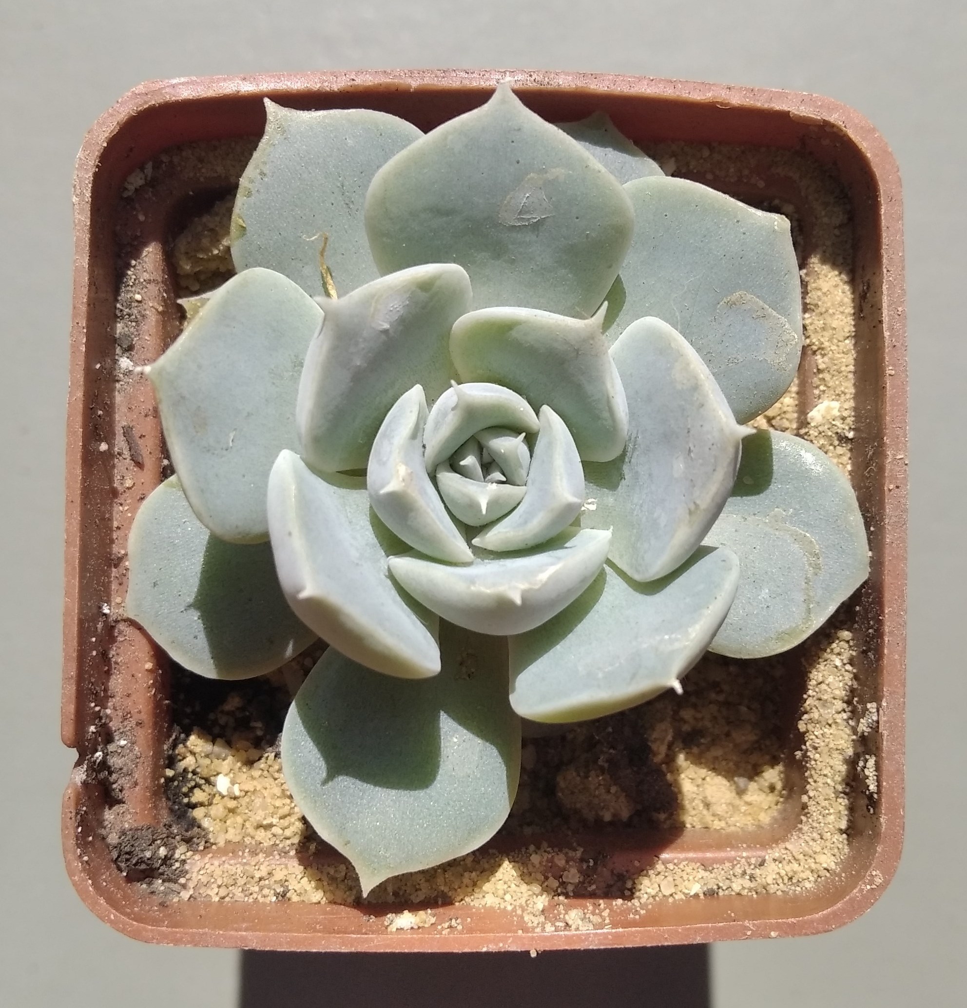 Echeveria White Bearning ( Korea)