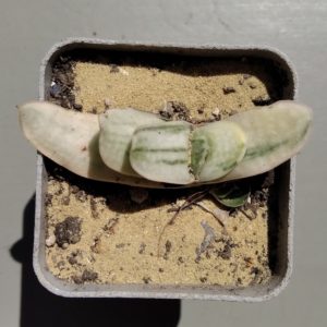 Gasteria nigricans variegata