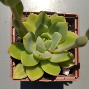 Echeveria agavoides Solomon