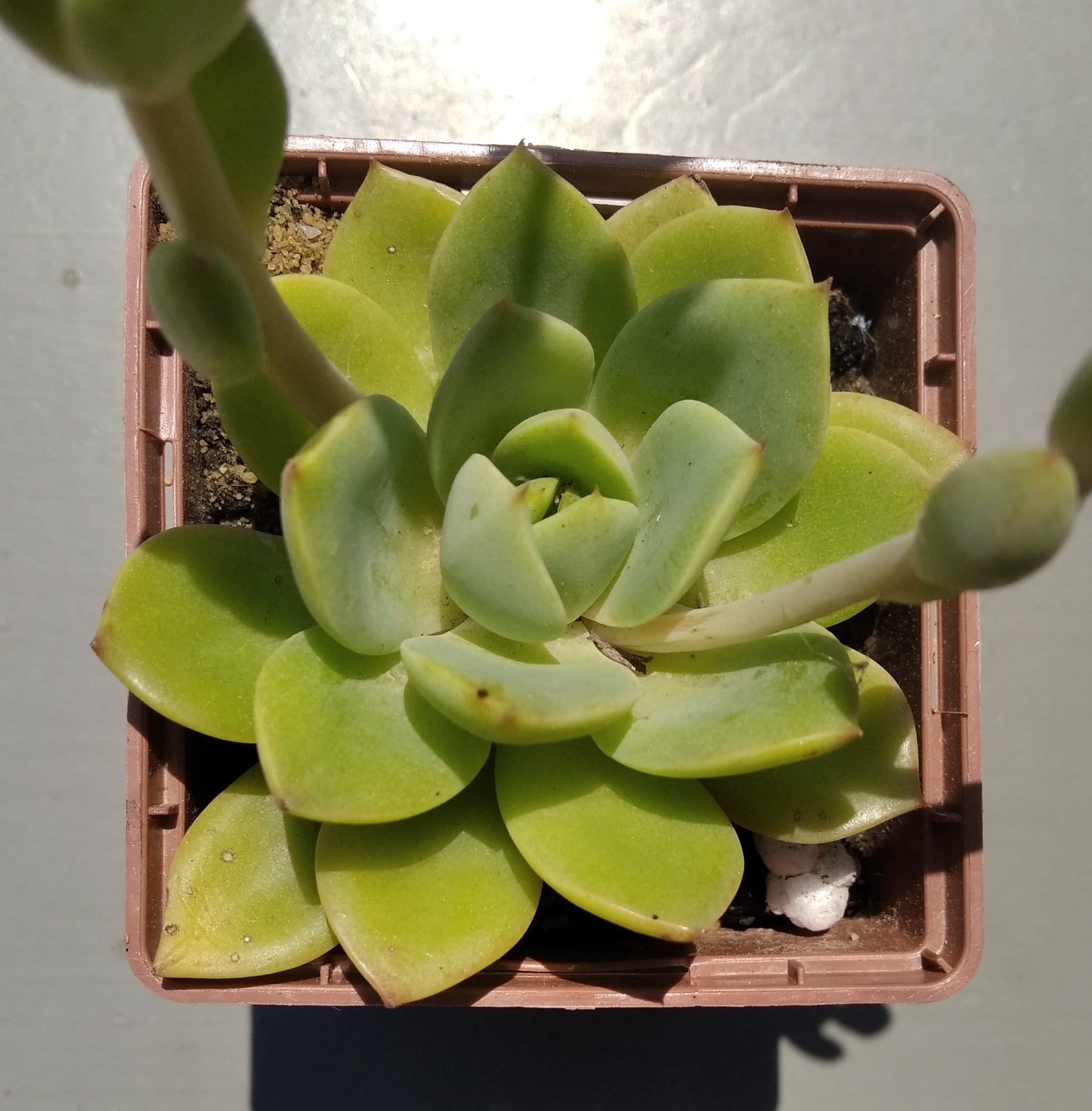 Echeveria agavoides Solomon