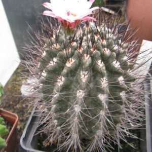 Neoporteria taltalensis KK1199 насіння