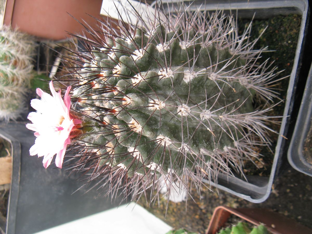 Neoporteria taltalensis KK1199 насіння