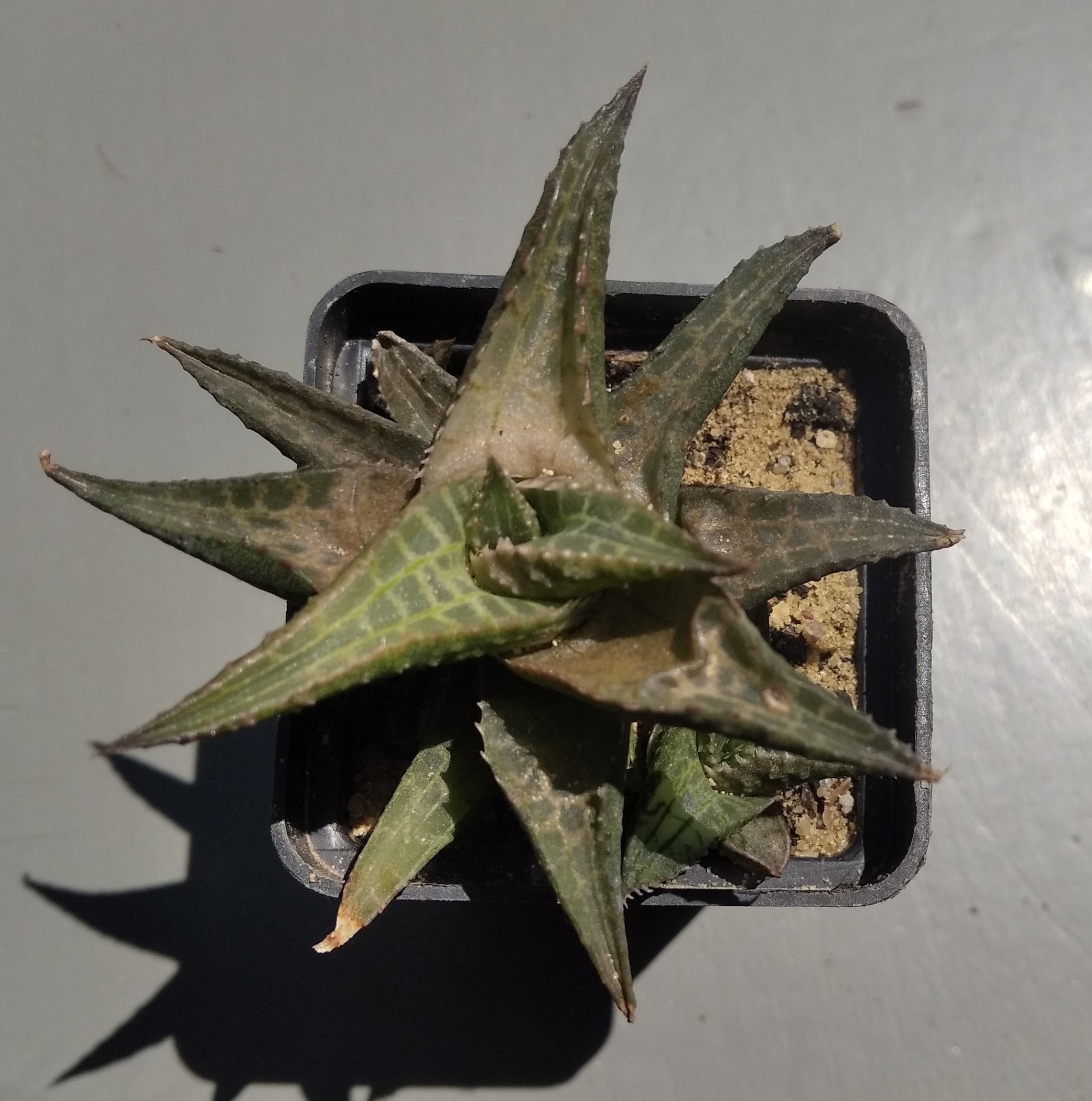 Haworthia tesselata