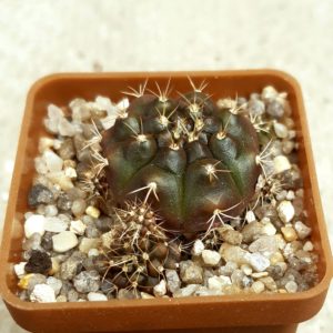 Gymnocalycium damsii 'tucavocense'