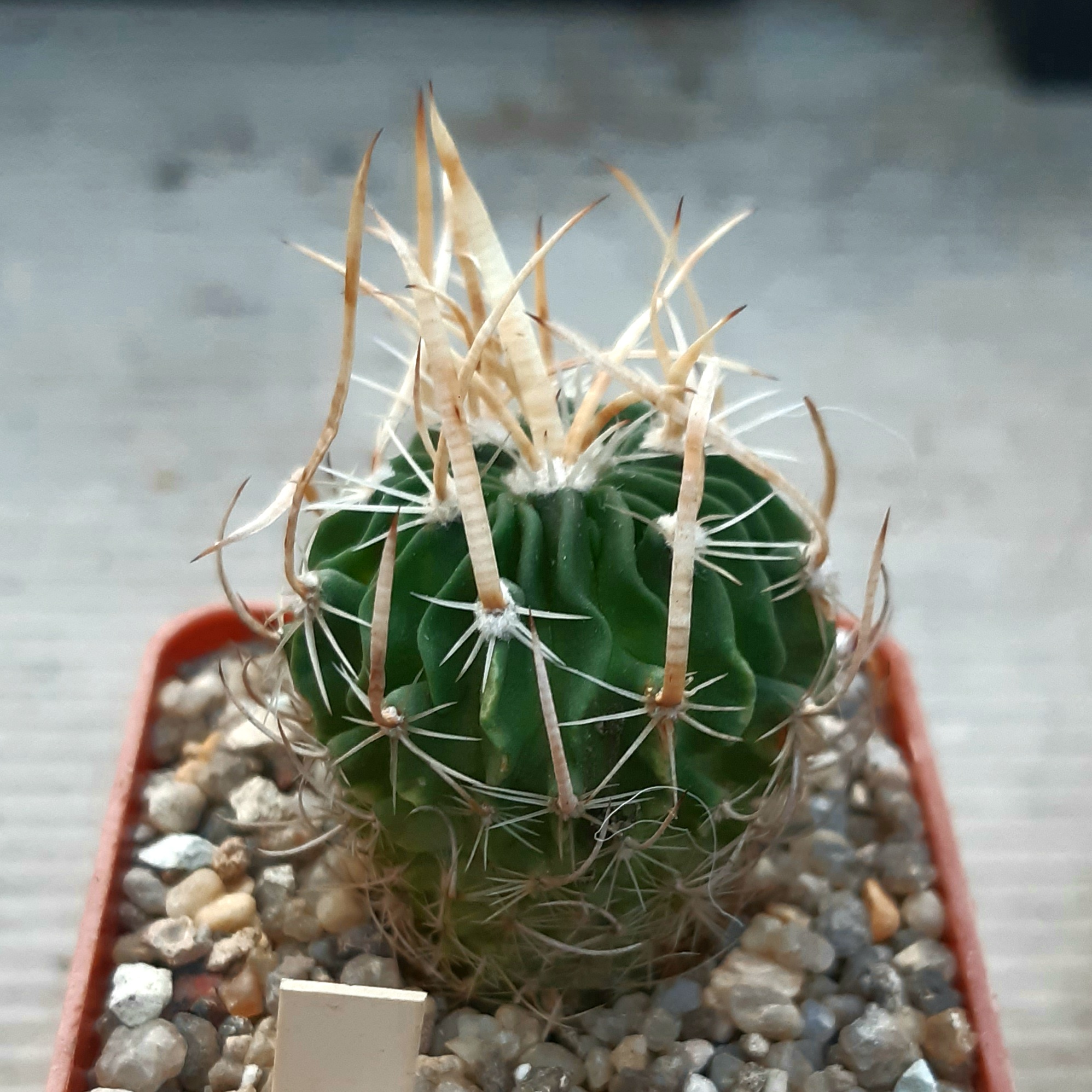 Echinofossulocactus lloydii