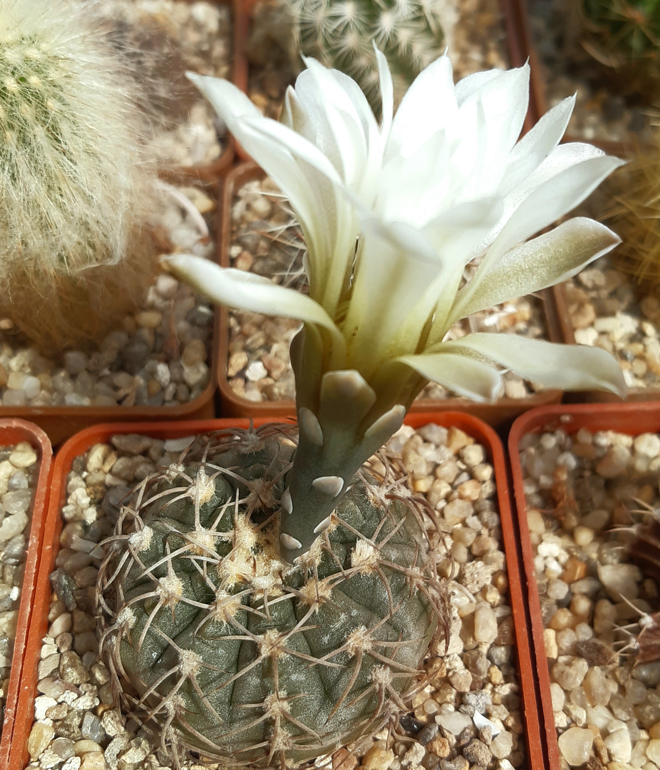 Gymnocalycium riojense v.pipanacoense