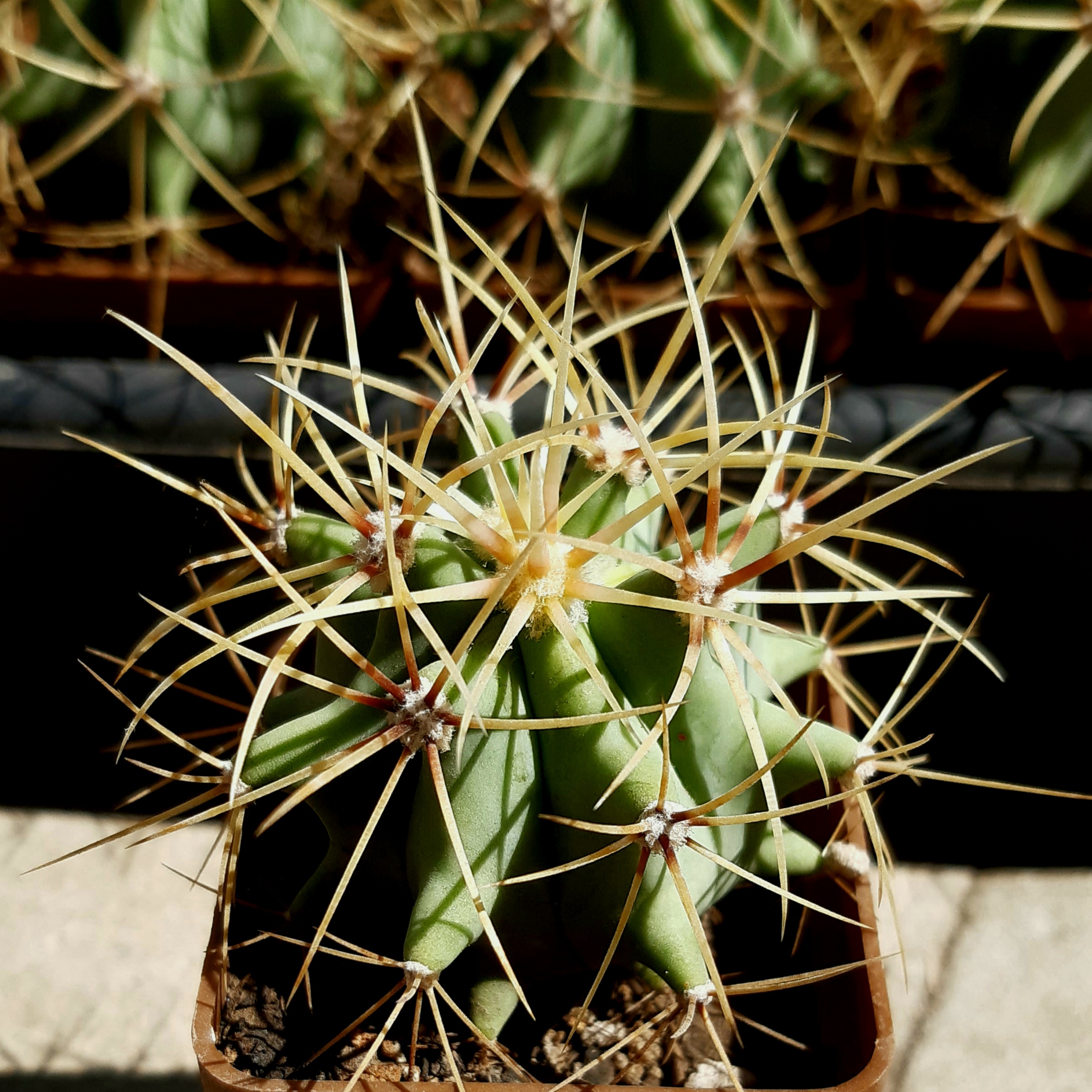 Ferocactus glaucescens