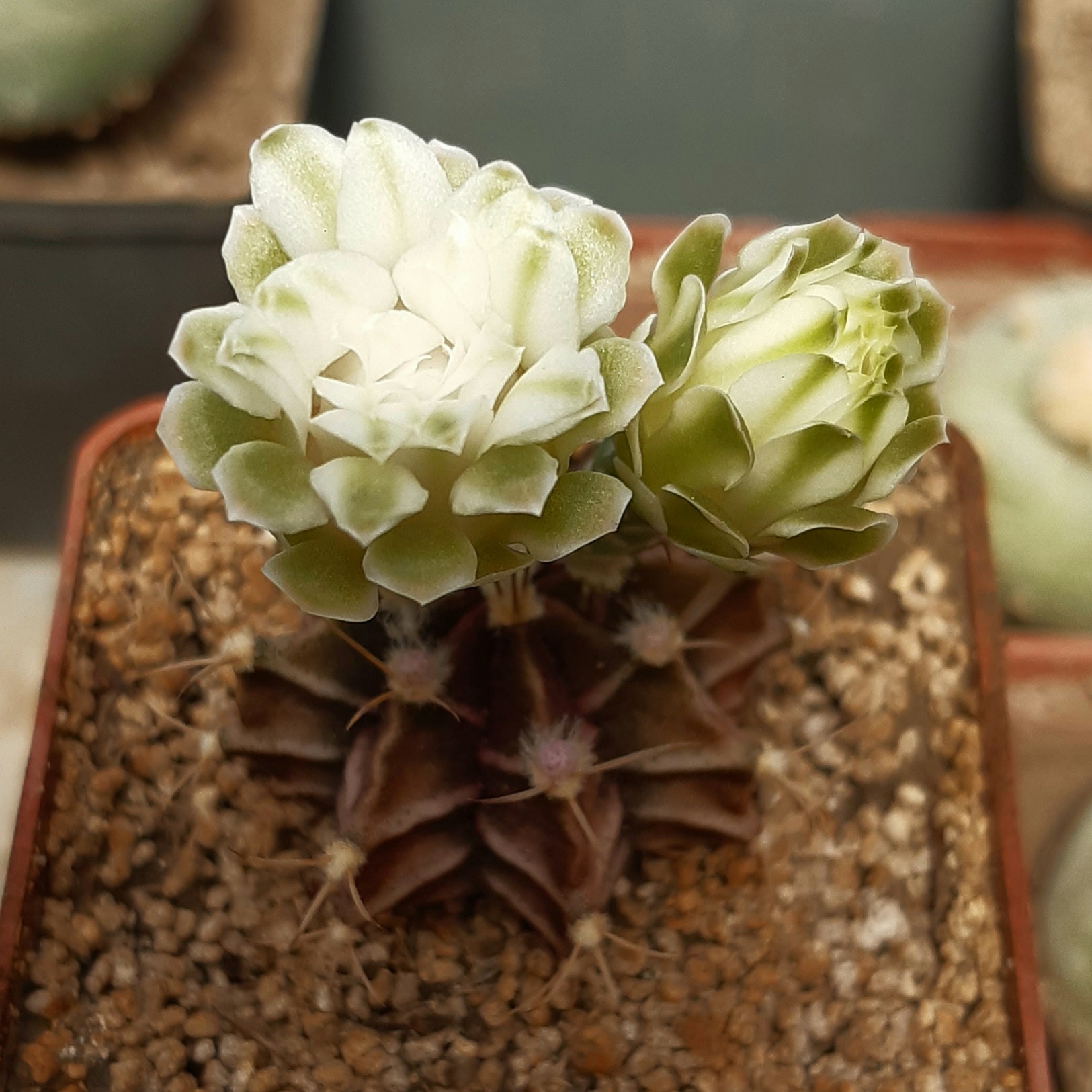 Gymnocalycium michanovichi