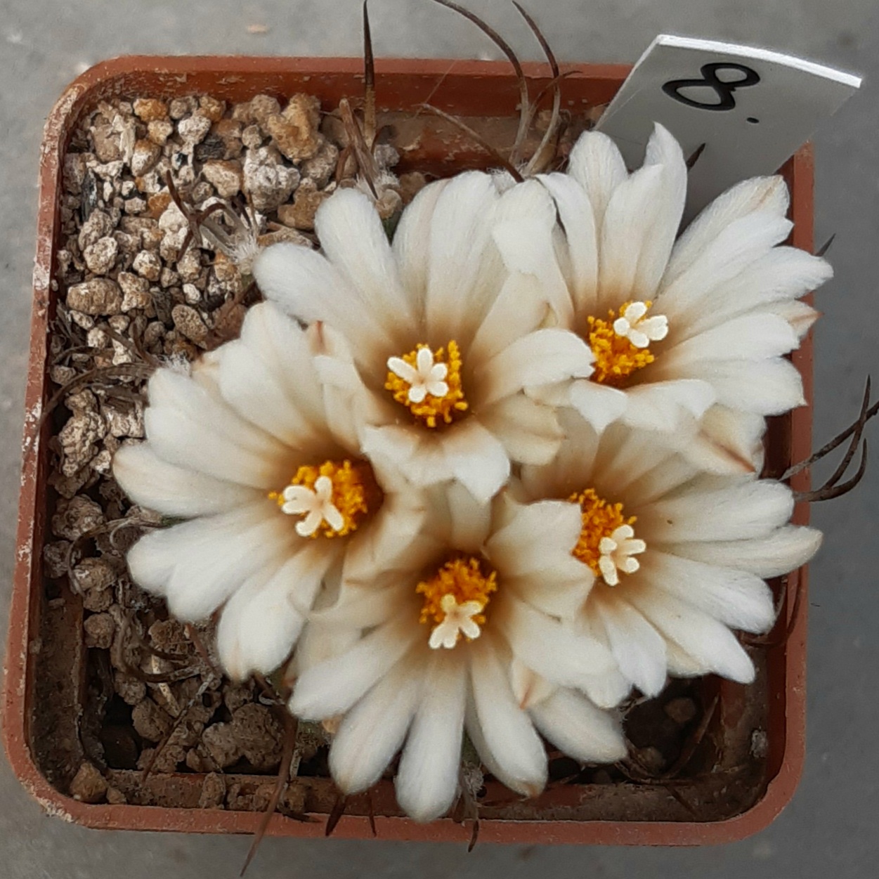 Turbinicarpus hybr (8)