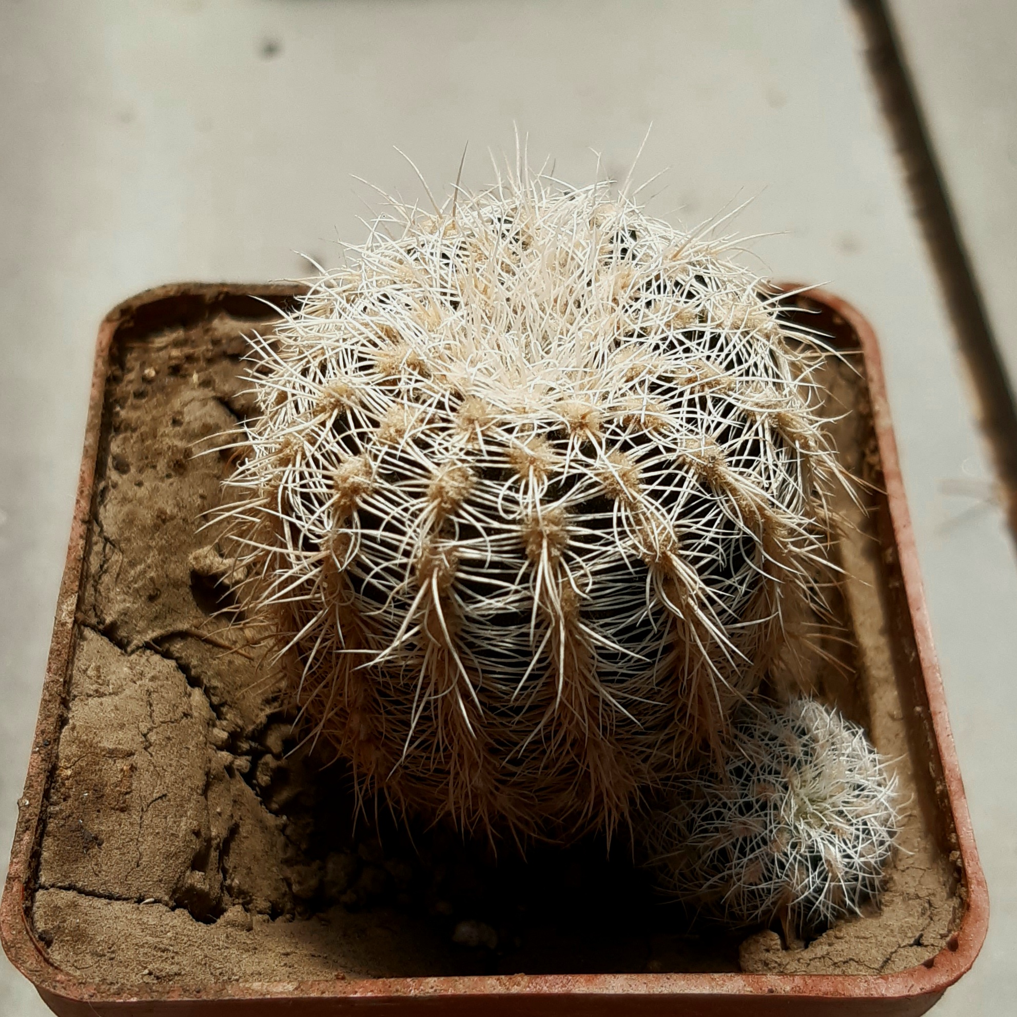 Gymnocalycium bruchii 'niveum' OF 25-80 Cordoba, Arg.