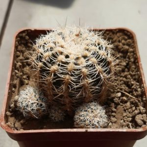Gymnocalycium bruchii 'niveum' OF 25-80 Cordoba, Arg.