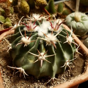 Homalocephala (=Echinocactus) texensis