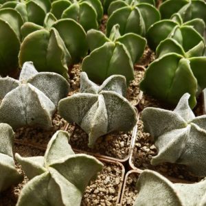 Astrophytum myriostigma 10 рослин
