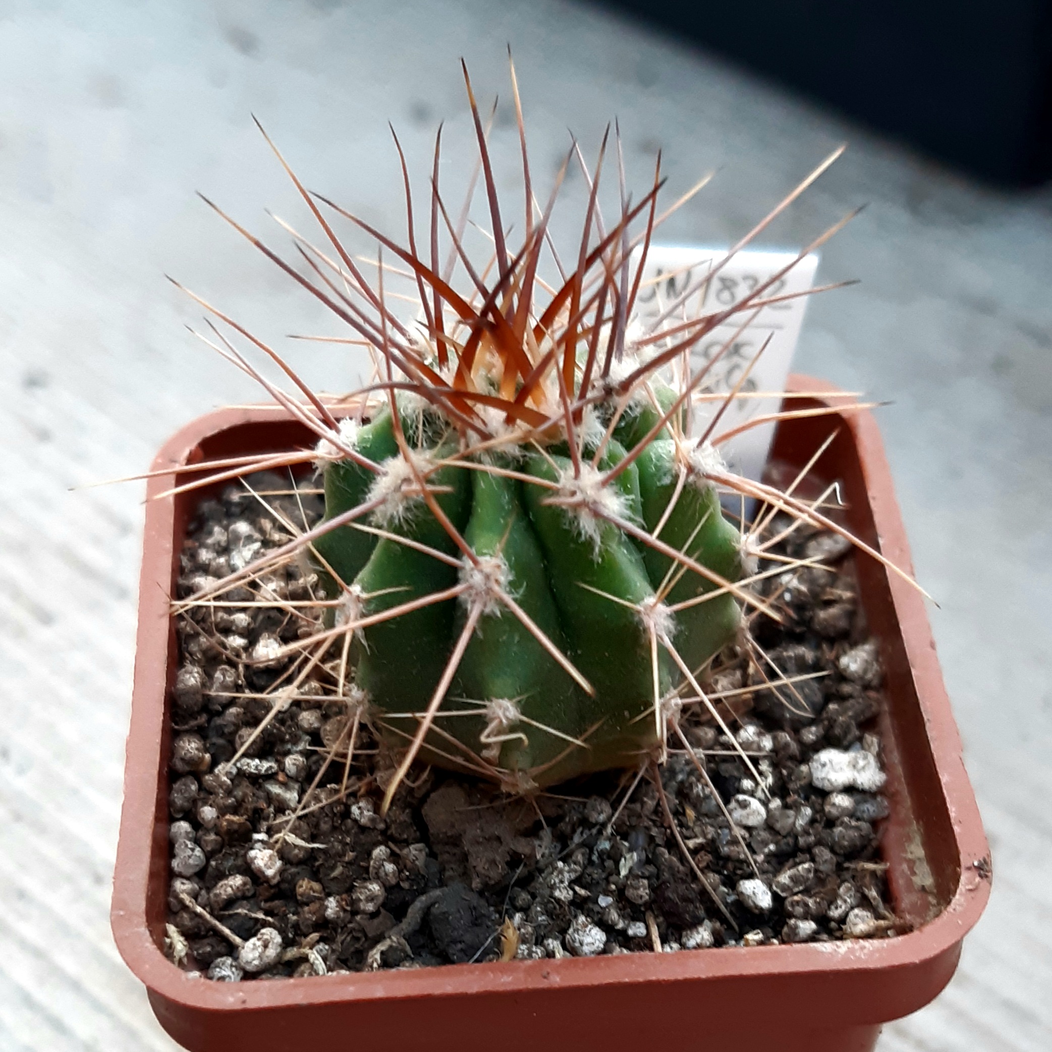 Lobivia ferox v.longispina JN 1832, Loro Huasi, Catamarca, Arg. 2201m
