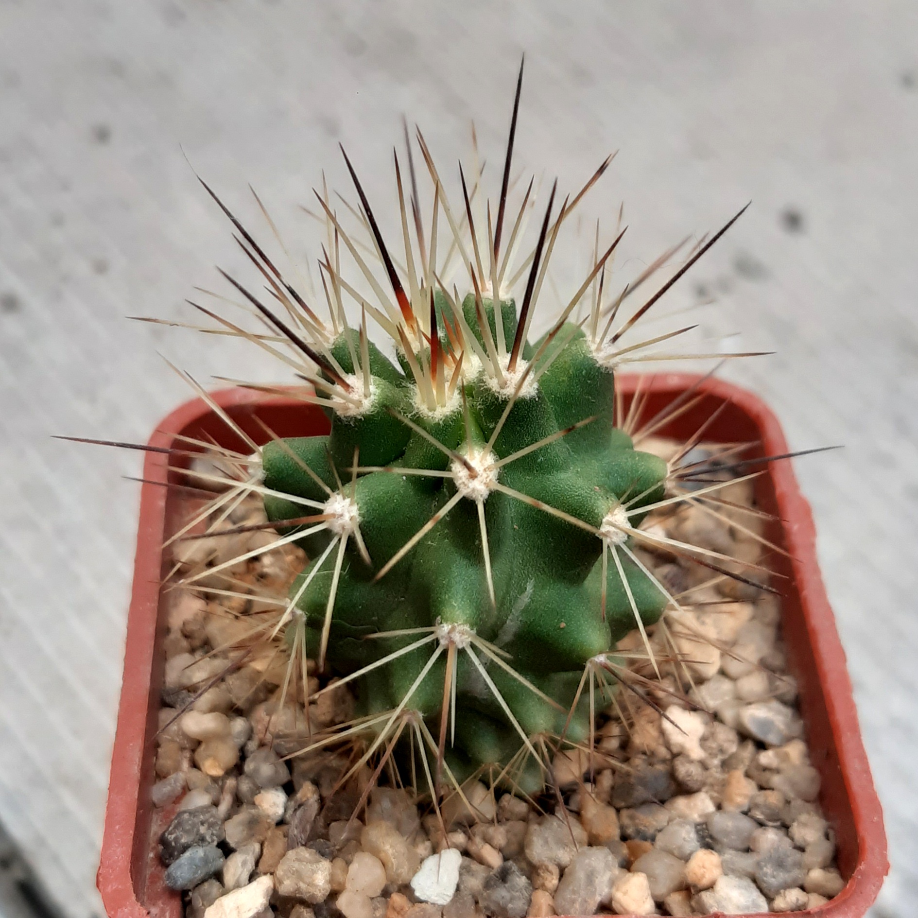 Echinocereus triglochidiatus ssp.paucispinus SB406 Kimble Co. Tx