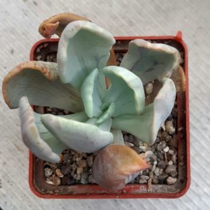 Pachyveria 'Jocelyn's Joy' variegata