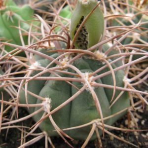 Gymnocalycium polycephalum STO 93-759 насіння