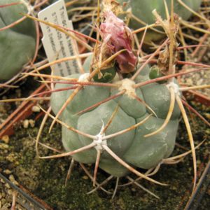 Thelocactus hexaedrophorus Anahuac Zac. насіння