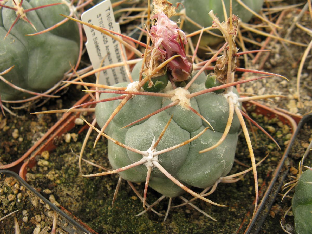 Thelocactus hexaedrophorus Anahuac Zac. насіння