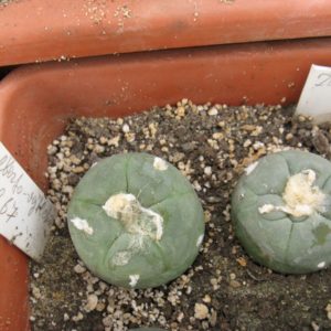 Lophophora alberto-vojtechii VM867 насіння