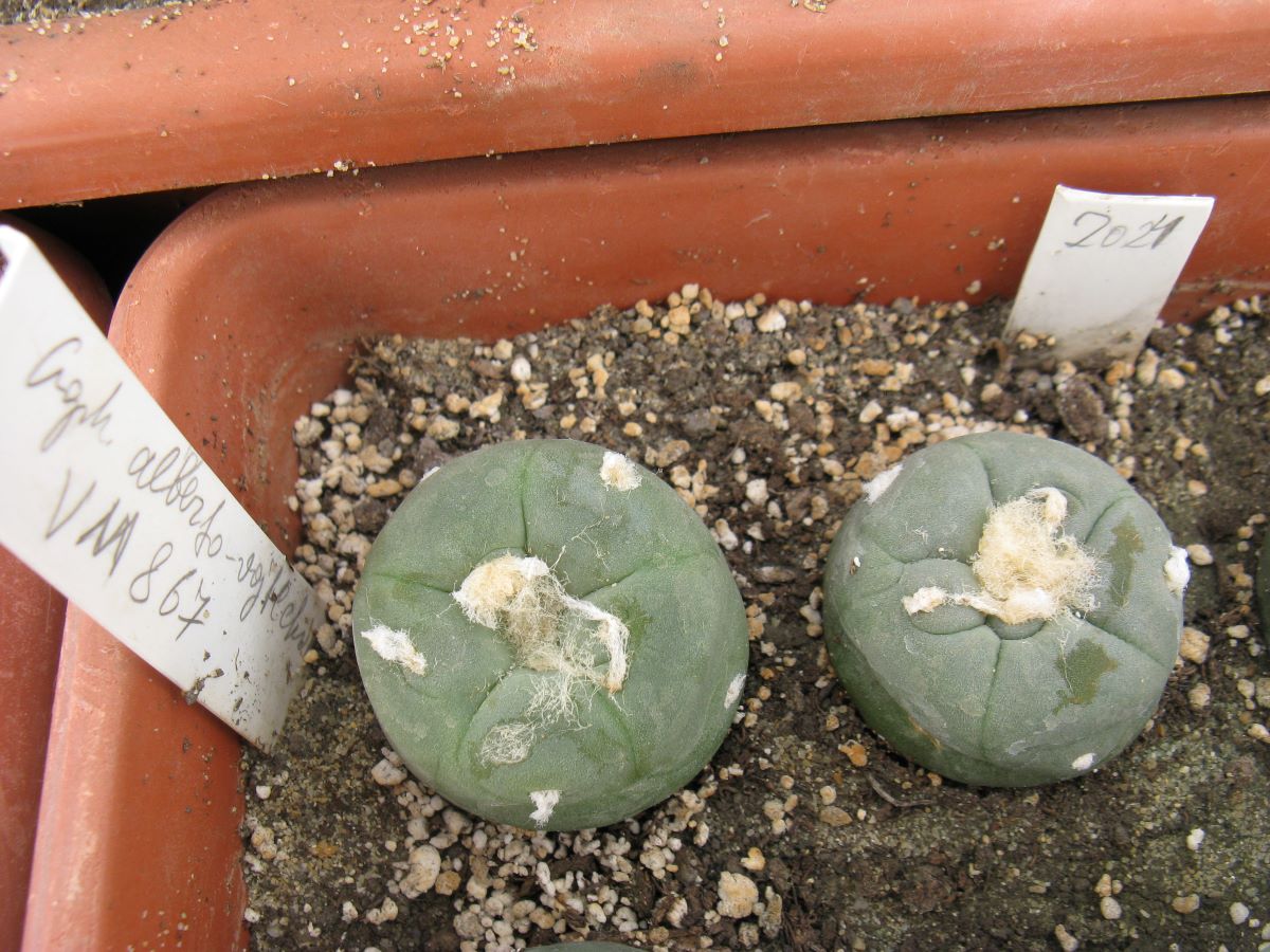 Lophophora alberto-vojtechii VM867 насіння