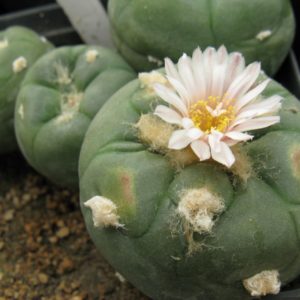 Lophophora alberto-vojtechii KSM762 насіння