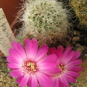 Sulcorebutia gerosenilis SE183 насіння