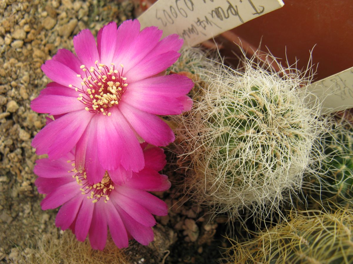Sulcorebutia gerosenilis SE183 насіння