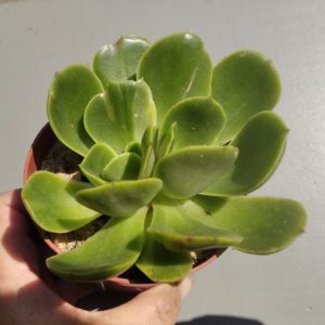 Echeveria Eldorado ( hybr Ermak Olga)
