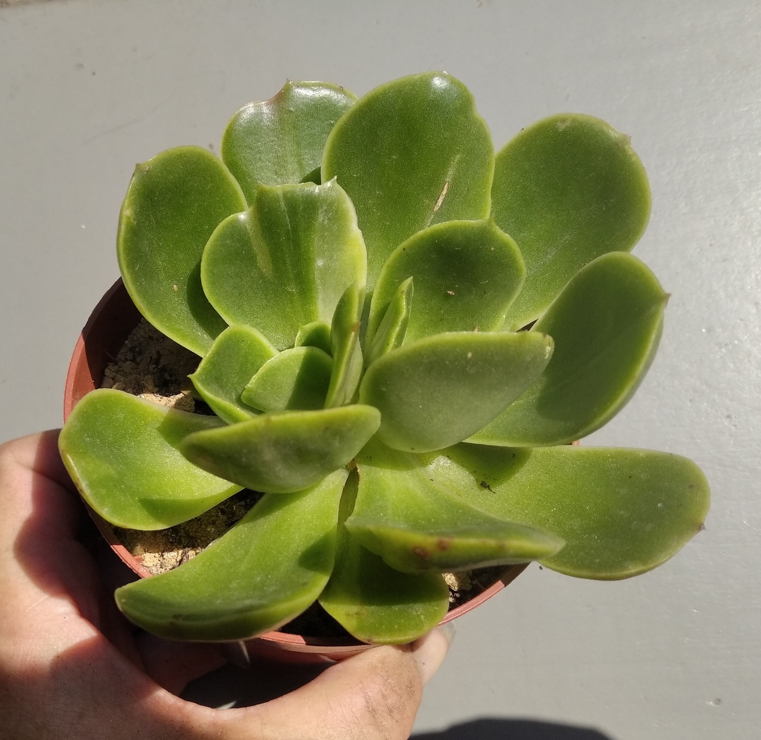 Echeveria Eldorado ( hybr Ermak Olga)