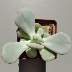 Graptoveria Cinderella