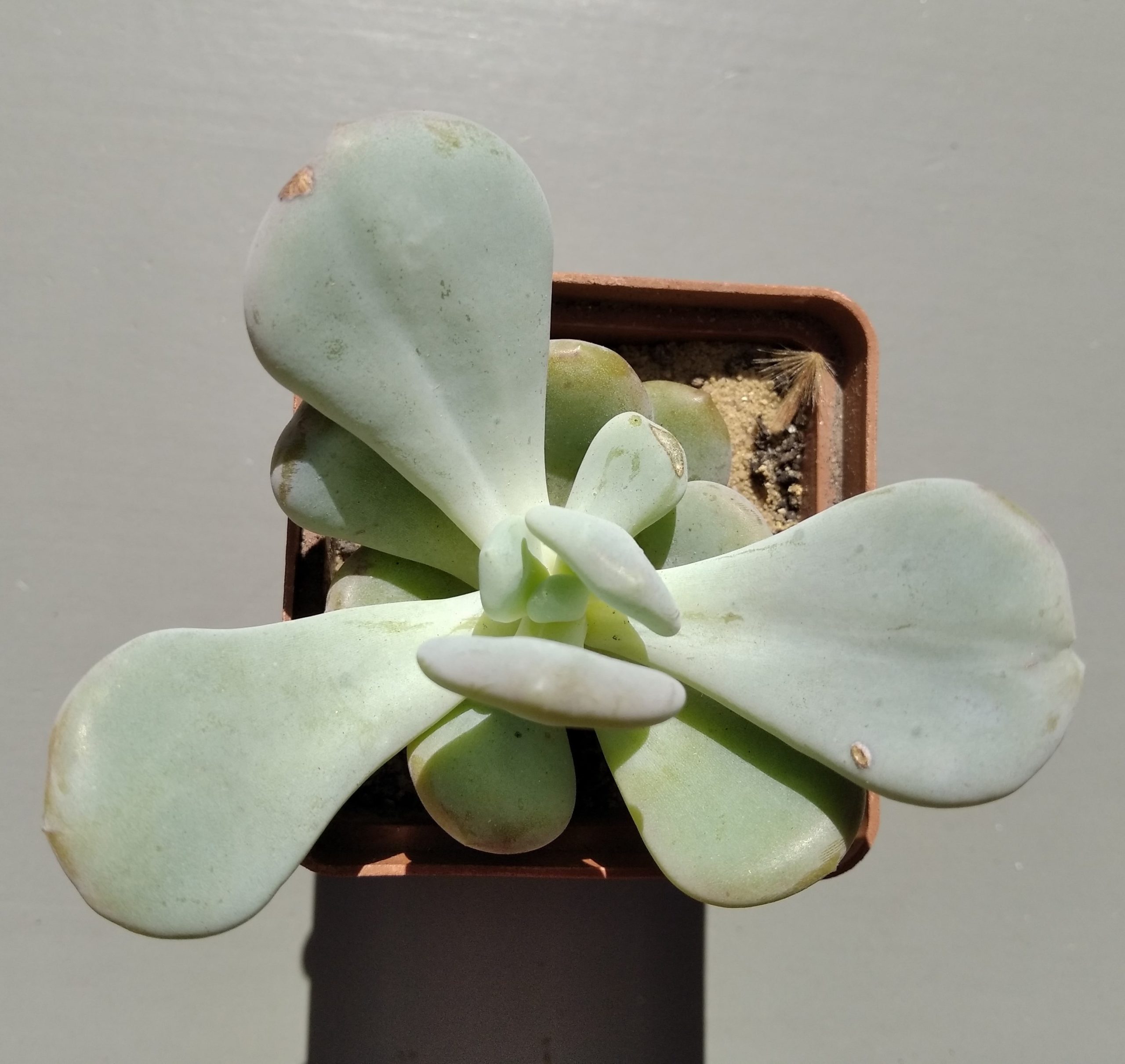 Graptoveria Cinderella