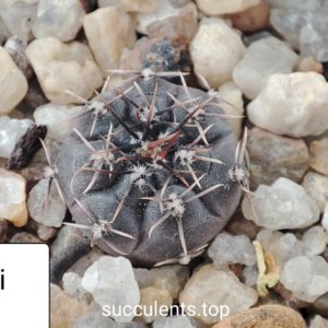 gymnocalycium berchii VS153