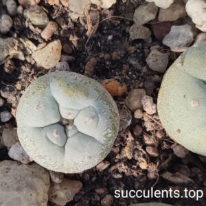 lophophora L5