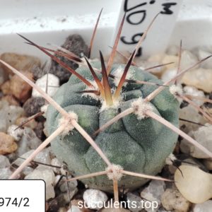 gymnocalycium armarum JO974.2