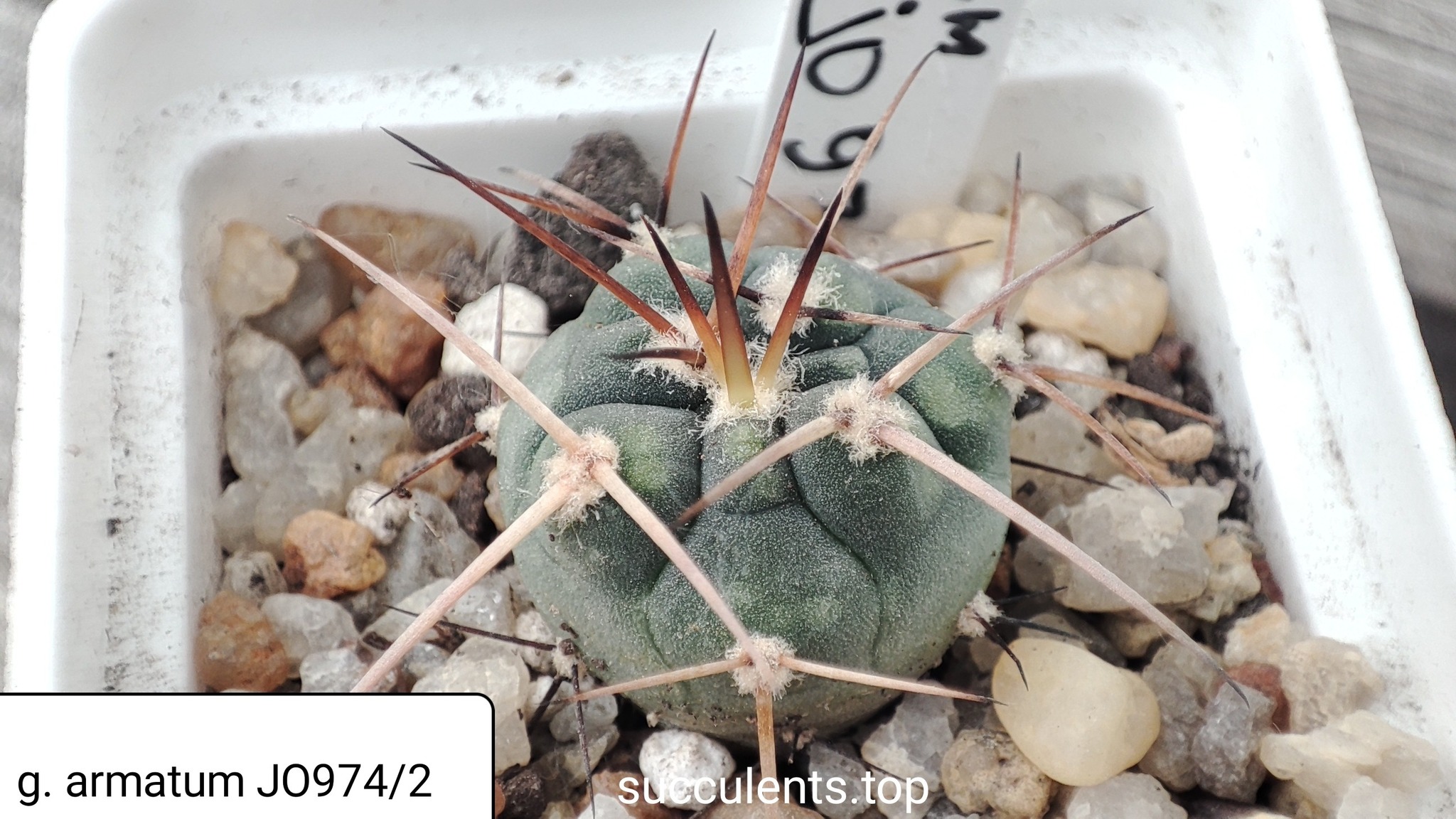 gymnocalycium armarum JO974.2