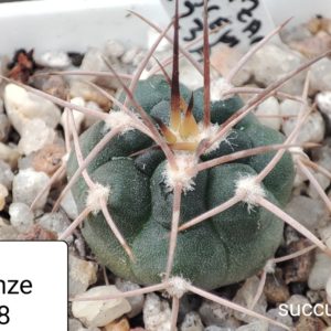 gymnocalycium mazanenze SL23-a98