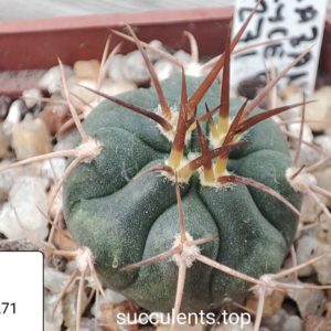 gymnocalycium mazanenze polycephalum PC271