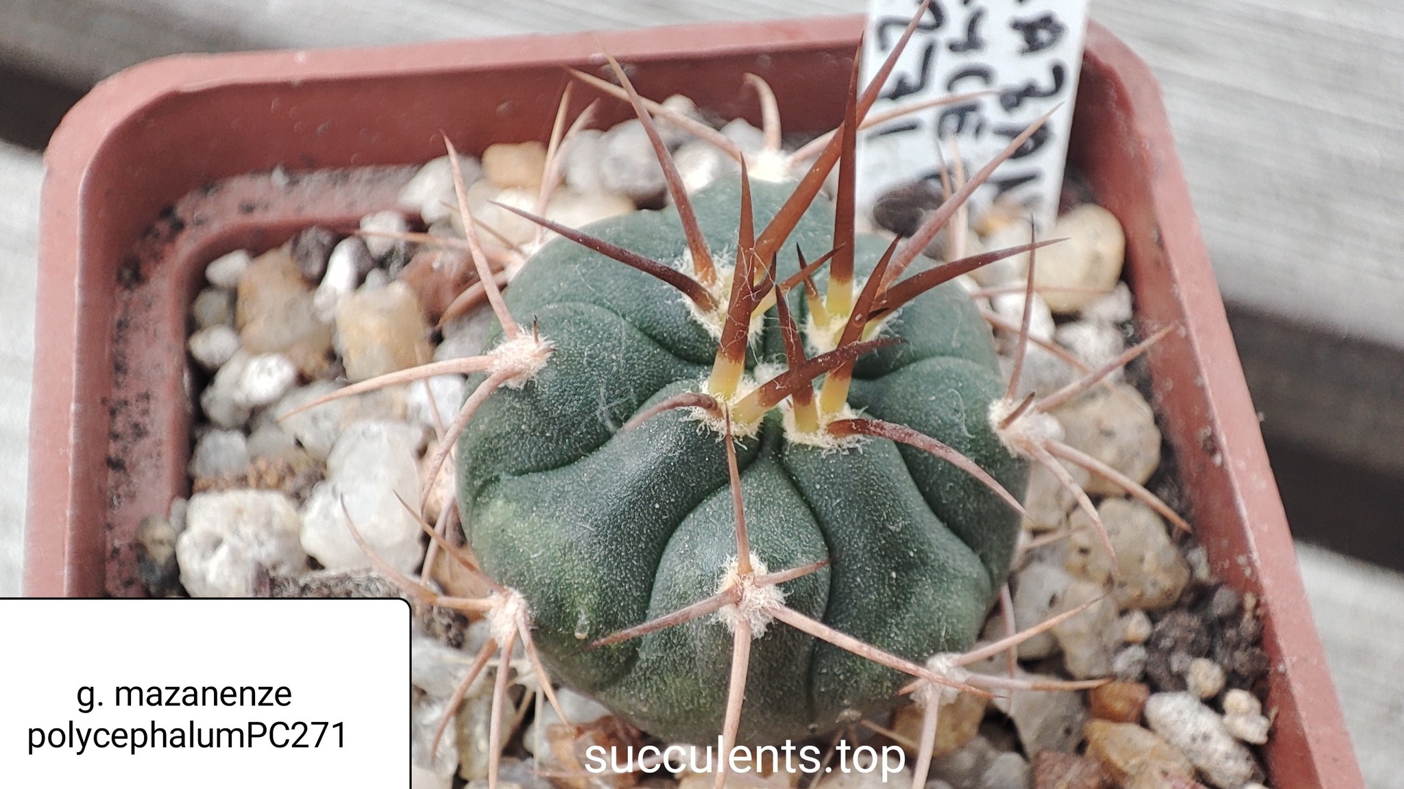 gymnocalycium mazanenze polycephalum PC271