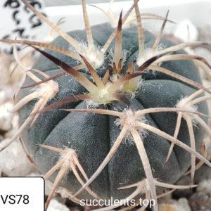 gymnocalycium spegazzinii VS78