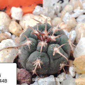 gymnocalycium spegazzinii unguispinum SL44B
