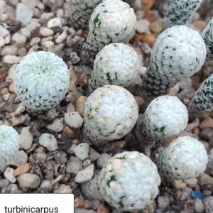 turbinicarpus valdesianus