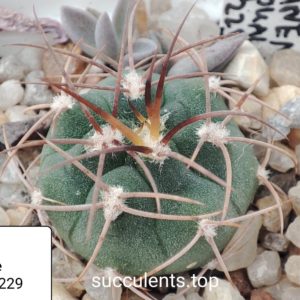 gymnocalycium mazanenze polycephalum P229